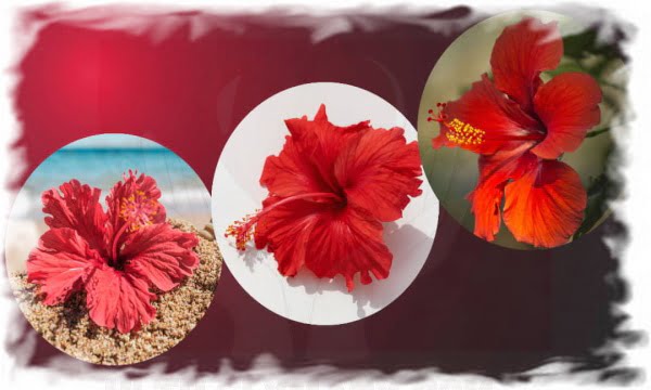 فوائد الكركديه