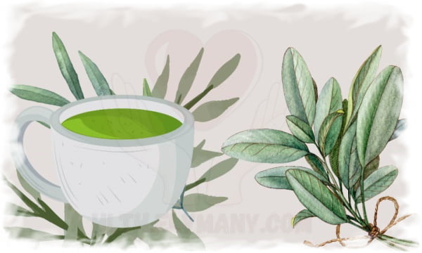 فوائد الميرمية