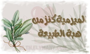 نبتة الميرمية كنز من هبة الطبيعة 20 فائدة وسر لهذه النبتة السحرية
