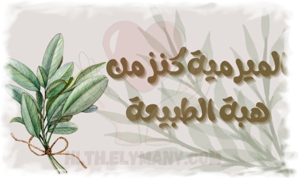 نبتة الميرمية كنز من هبة الطبيعة 20 فائدة وسر لهذه النبتة السحرية
