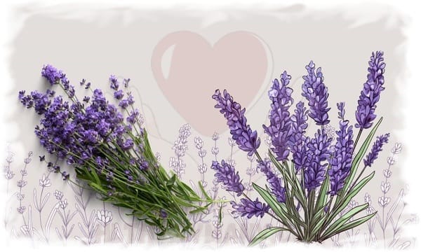 فوائد اللافندر