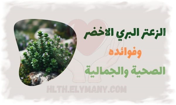 الزعتر البري الأخضر من الحقل إلى مائدتك فوائد صحية وجمالية ونكهات فريدة