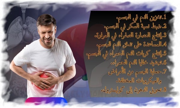 الكبد المايسترو الذي يوجه صحة جسمك