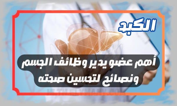 الكبد أهم عضو يدير وظائف الجسم ونصائح لتحسين صحته