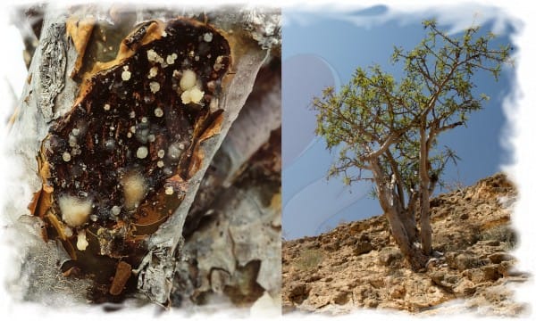 اللبان الدكر الكنز الطبيعي