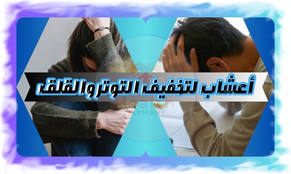 أفضل 7 أعشاب لتخفيف التوتر والقلق بشكل طبيعي وآمن 8 أفضل 7 أعشاب لتخفيف التوتر والقلق بشكل طبيعي وآمن